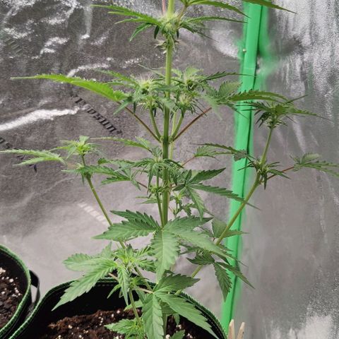 #1,2,3 growlog timeline photo