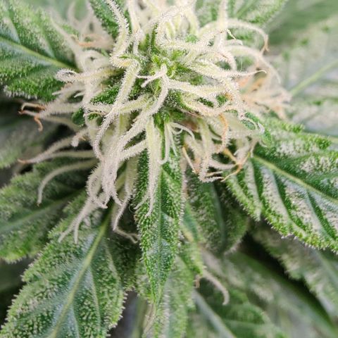 #1,2,3 growlog timeline photo