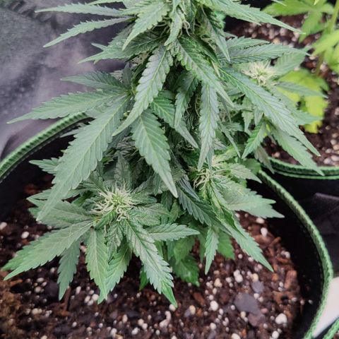 #1,2,3 growlog timeline photo