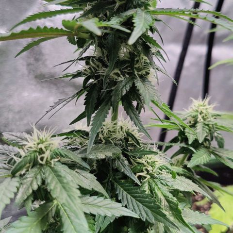 #1,2,3 growlog timeline photo