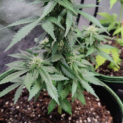 #1,2,3 growlog timeline photo