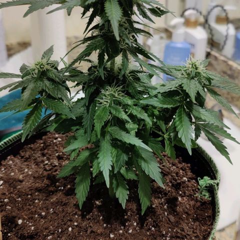 #1,2,3 growlog timeline photo