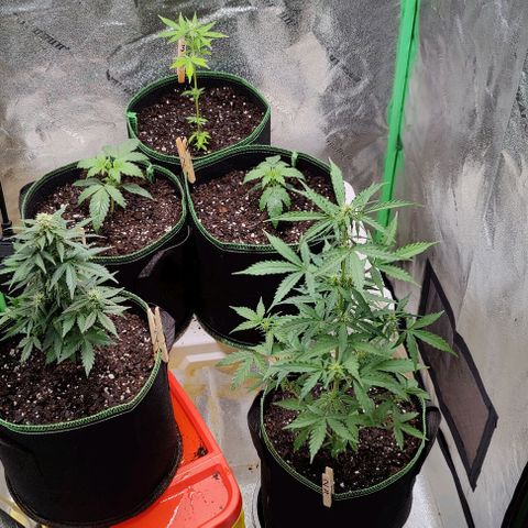 #1,2,3 growlog timeline photo