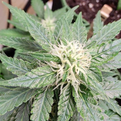 #1,2,3 growlog timeline photo