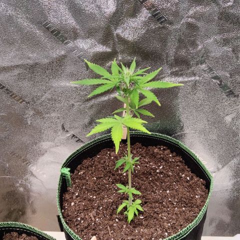 #1,2,3 growlog timeline photo