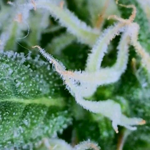 #1,2,3 growlog timeline photo