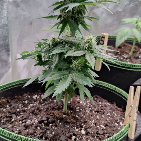 #1,2,3 growlog timeline photo