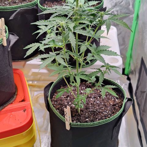 #1,2,3 growlog timeline photo