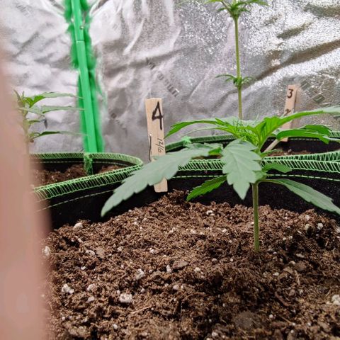 #4 growlog timeline photo