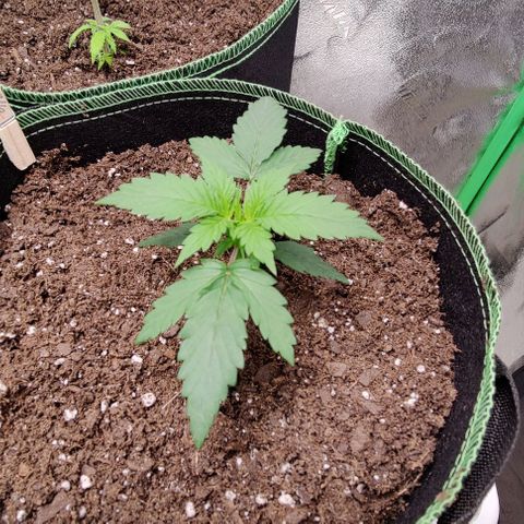 #4 growlog timeline photo