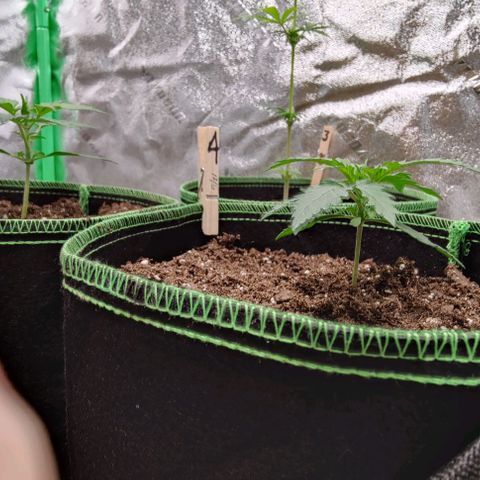 #4 growlog timeline photo