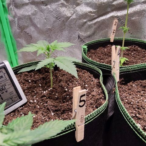 #5 growlog timeline photo