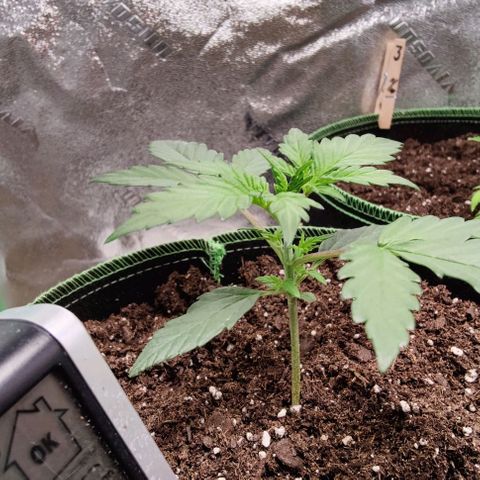 #5 growlog timeline photo