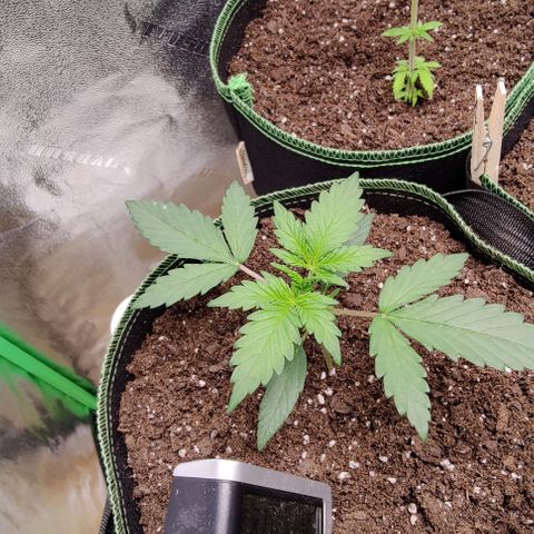 #5 growlog timeline photo