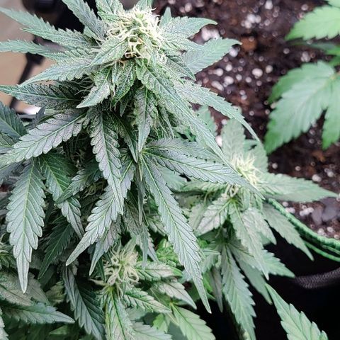 #1,2,3 growlog timeline photo