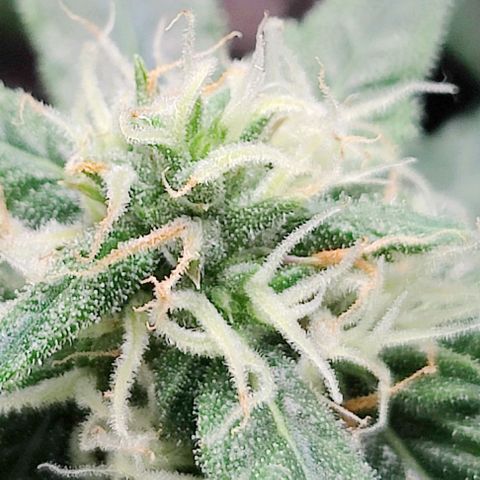 #1,2,3 growlog timeline photo