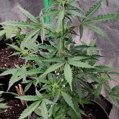 #1,2,3 growlog timeline photo