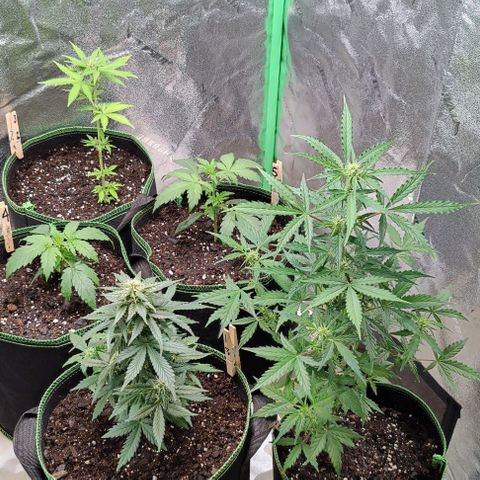 #1,2,3 growlog timeline photo