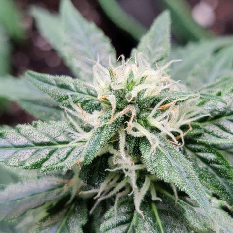 #1,2,3 growlog timeline photo