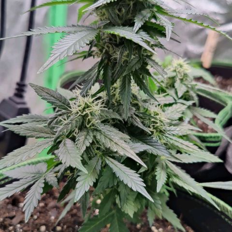 #1,2,3 growlog timeline photo