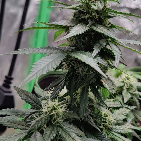 #1,2,3 growlog timeline photo