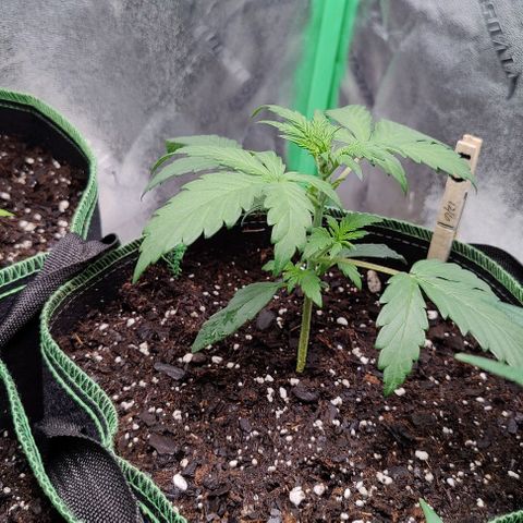 #4 growlog timeline photo