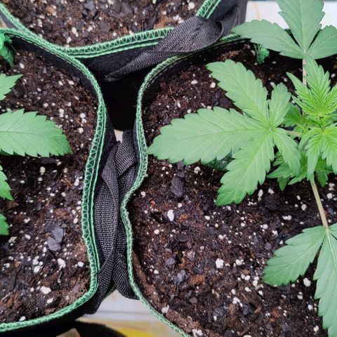 #4 growlog timeline photo