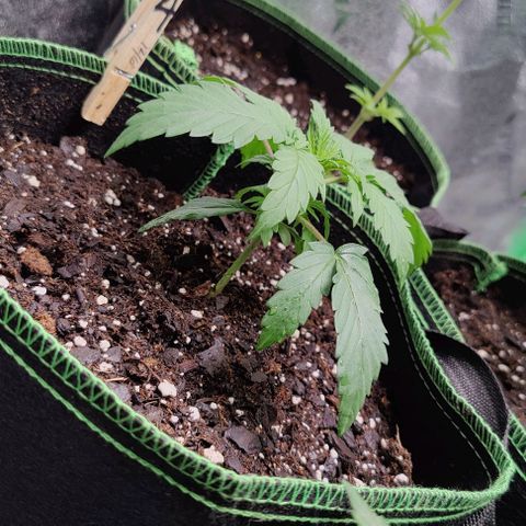 #5 growlog timeline photo