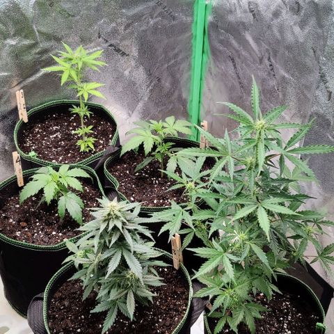 #5 growlog timeline photo