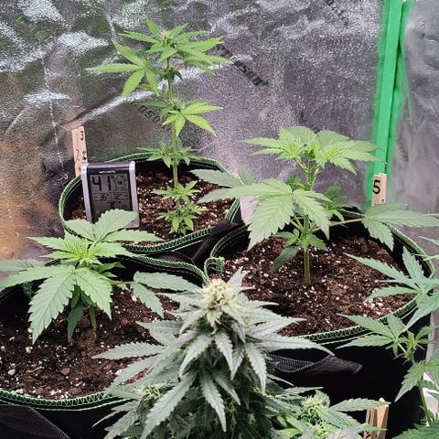 #1,2,3 growlog timeline photo
