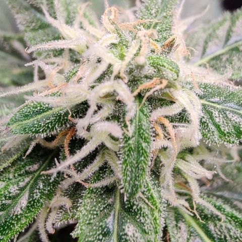 #1,2,3 growlog timeline photo