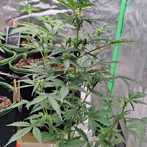#1,2,3 growlog timeline photo