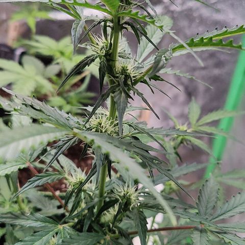 #1,2,3 growlog timeline photo