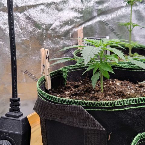 #4 growlog timeline photo