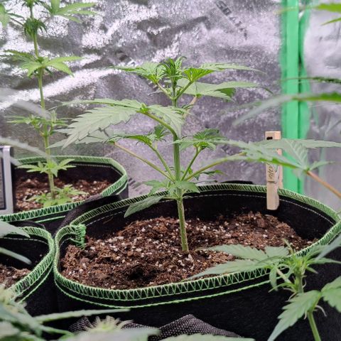 #5 growlog timeline photo