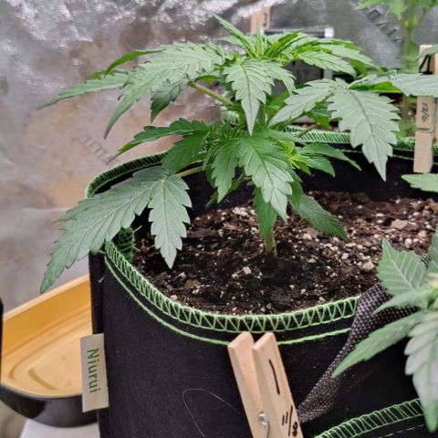 #4 growlog timeline photo