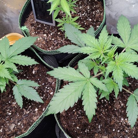 #4 growlog timeline photo