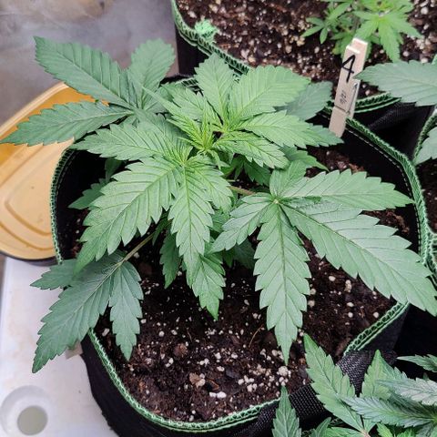 #4 growlog timeline photo