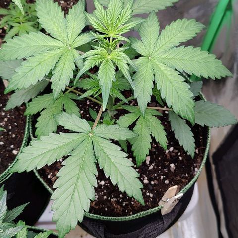 #5 growlog timeline photo