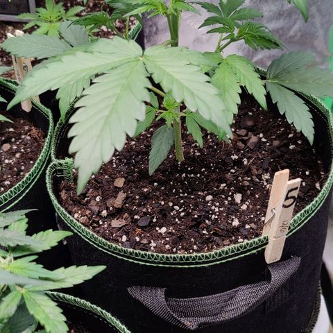#5 growlog timeline photo