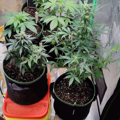 #5 growlog timeline photo