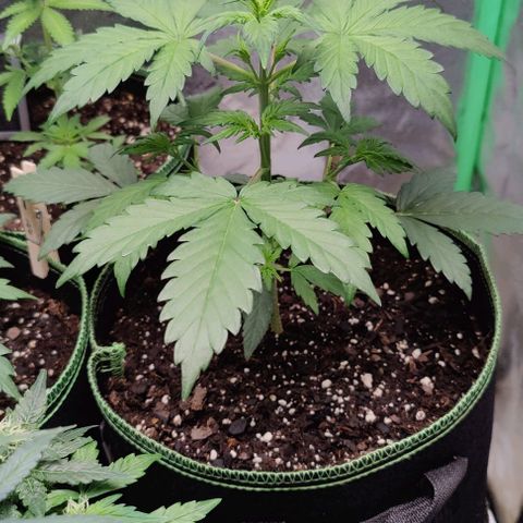 #5 growlog timeline photo