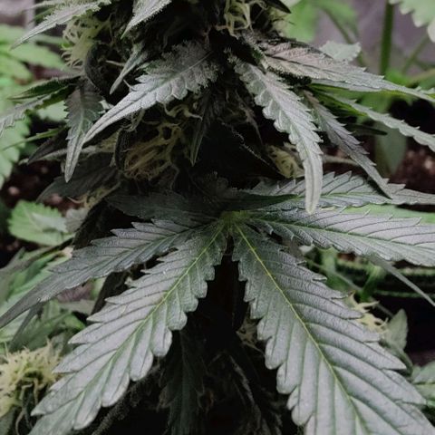#1,2,3 growlog timeline photo