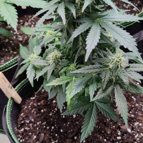 #1,2,3 growlog timeline photo