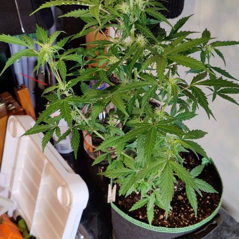 #1,2,3 growlog timeline photo