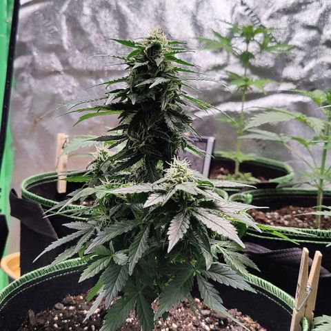 #1,2,3 growlog timeline photo