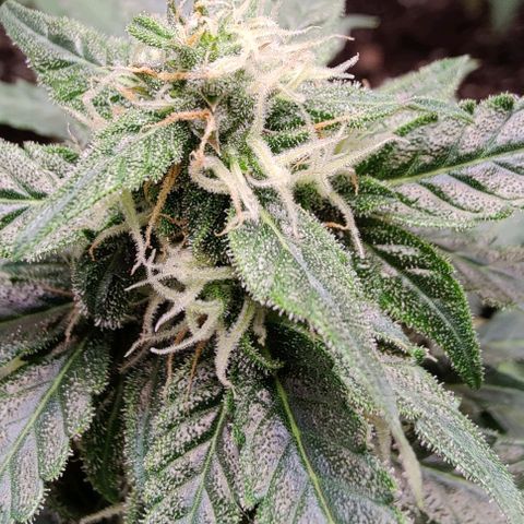 #1,2,3 growlog timeline photo
