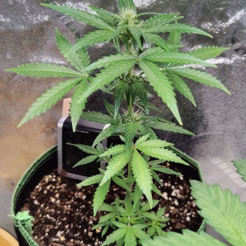 #1,2,3 growlog timeline photo