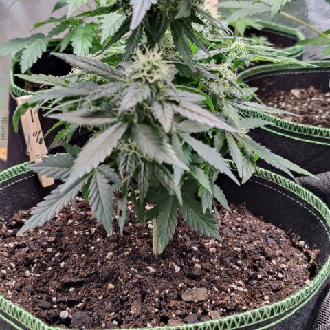 #1,2,3 growlog timeline photo