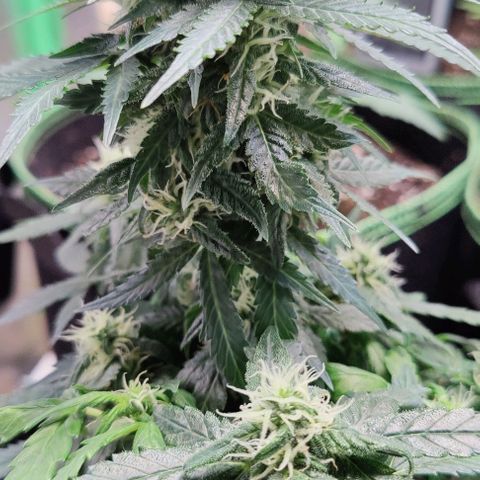 #1,2,3 growlog timeline photo